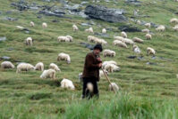 Αφθώδης πυρετός. Στόχος της κυβέρνησης να τελειώσει… τους φτωχομεσαίους κτηνοτρόφους